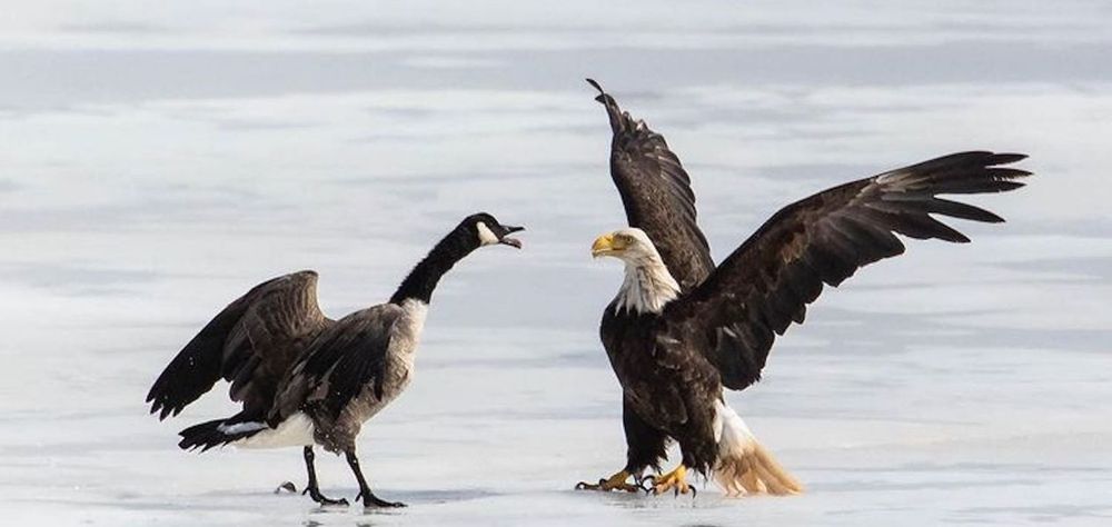 Photo by Patrick Keefe of a honking Canadian goose squaring off against a American bald eagle, its wings flared open