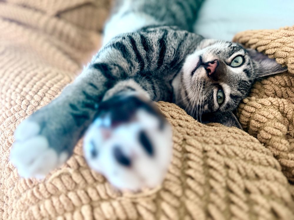 A tabby cat stretches its paws towards the camera.