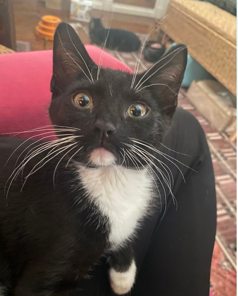 A very awake looking tuxedo kitten with profuse white whiskers