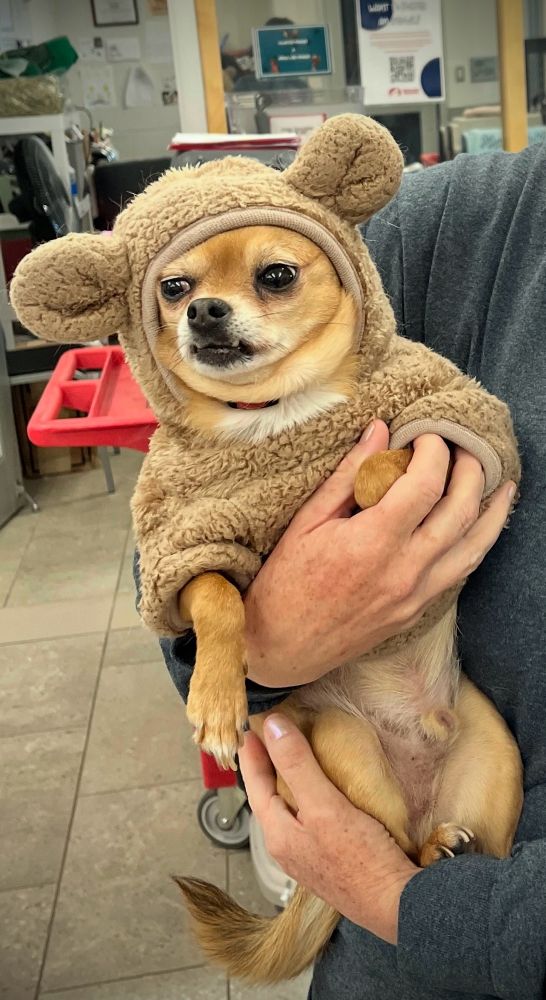 Adorable 10 yr old rescued chihuahua in a hooded teddy bear coat 