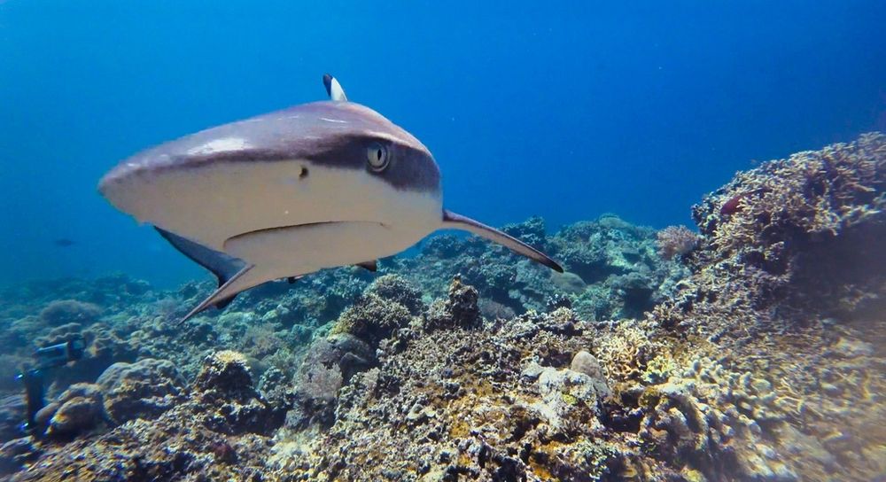 A close up photo of a blacktip reef shark (Carcharhinus melanopterus) from the front. The shark has their head slightly tilted to the left and is swimming above a reef