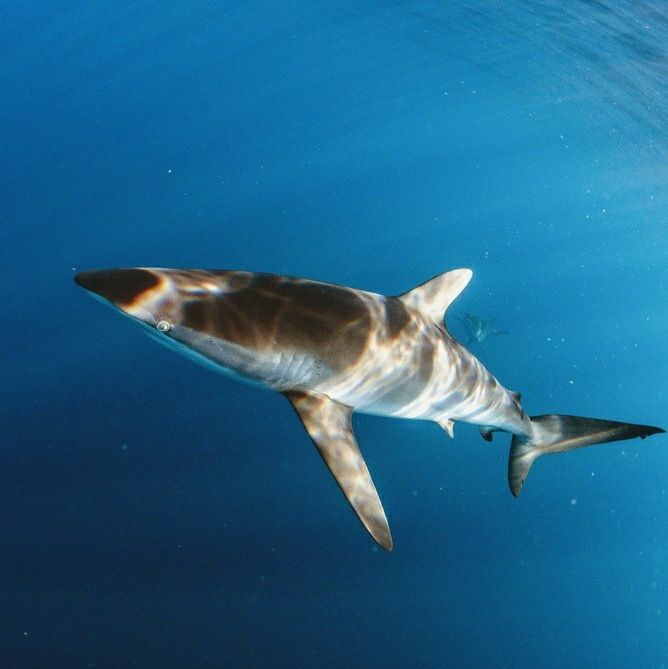 Silky shark (Carcharhinus falciformis) swims in clear water