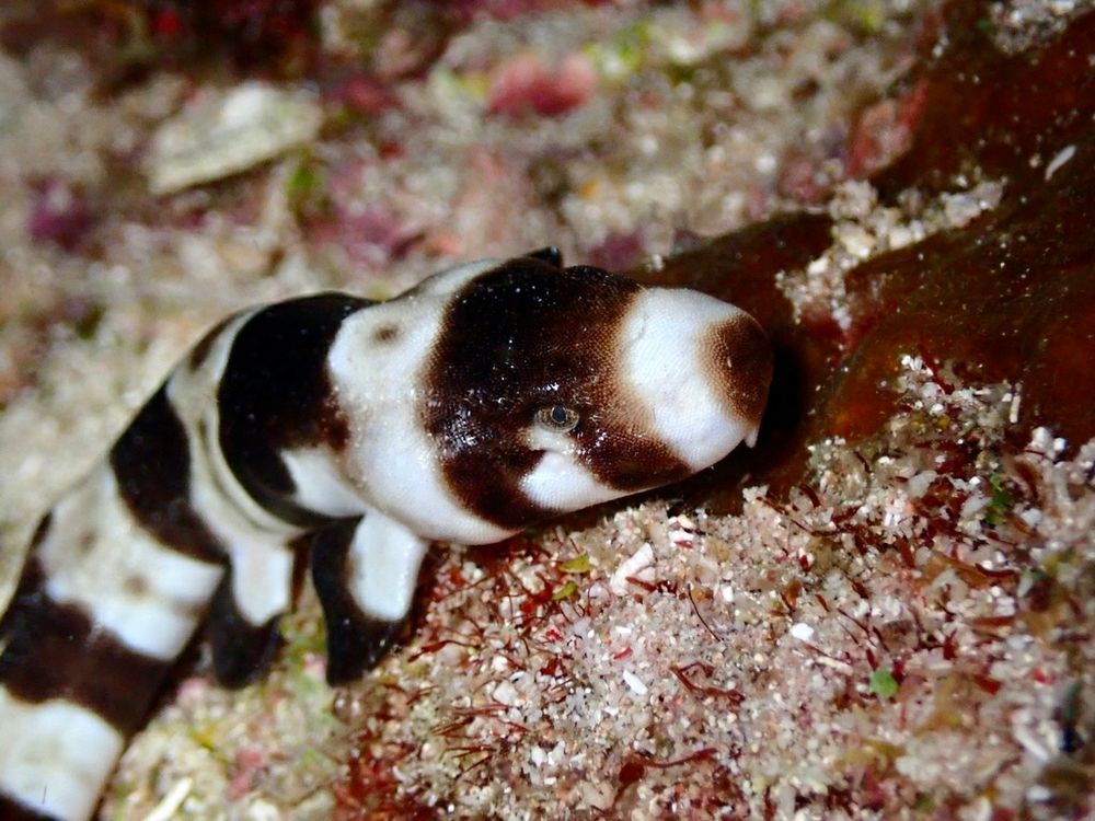 Close up of an Indonesian speckled epaulette shark pup (Hemiscyllium freycineti). The tiny shark has a pattern of light and dark bands