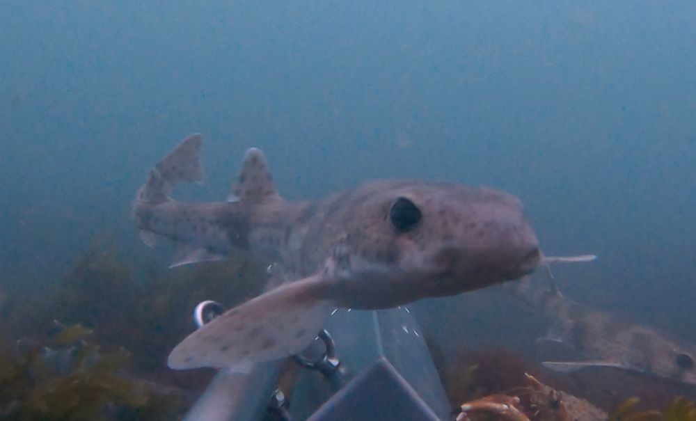 A small spotted catshark makes a close pass to the same metallic box and checks out the camera. Another shark of the same species is visible in the background