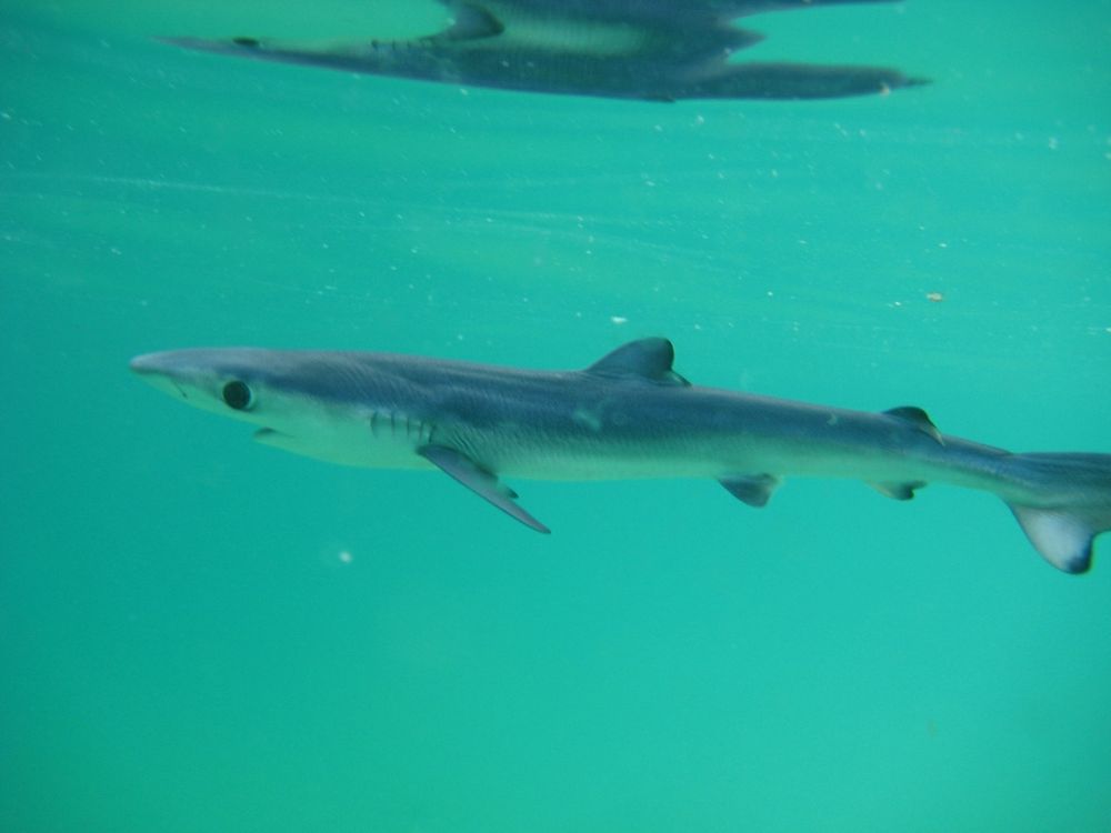 Close up of a baby blue shark (Prionace glauca) swimming close to the surface