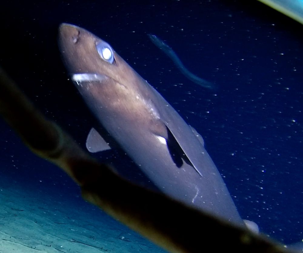 Close up of a Portuguese dogfish. The shark has a brown color (without a white underside like most sharks), short snout and large eyes