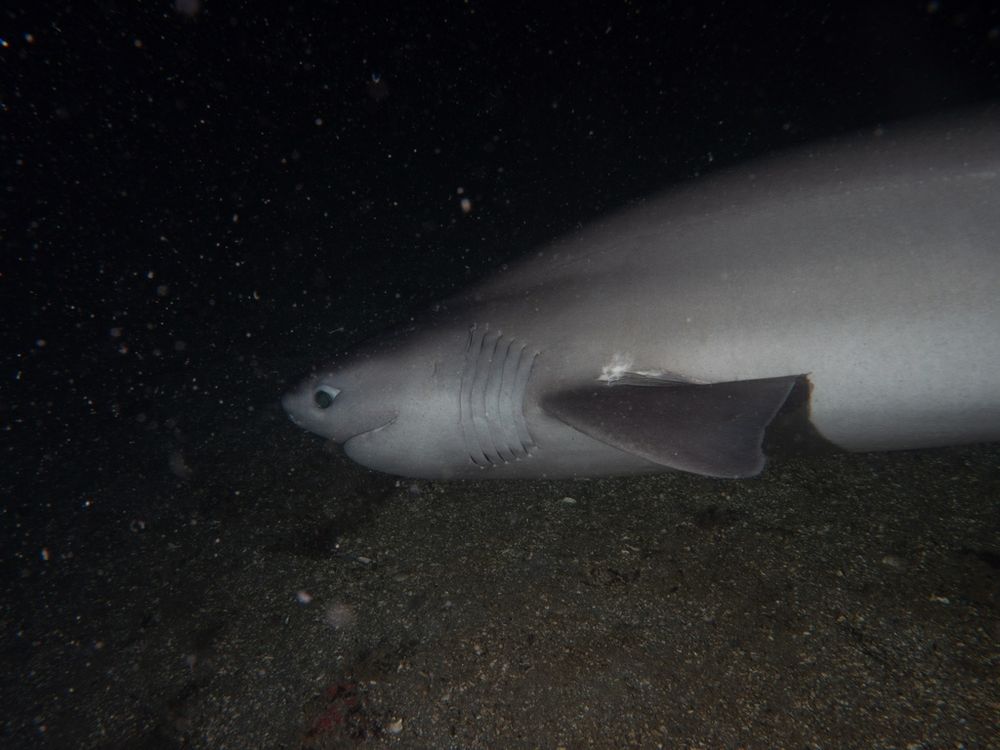 Side view of a Bluntnose sixgill shark (Hexanchus griseus) in low lighting. The shark is near the ocean floor and moves his head away from the camera