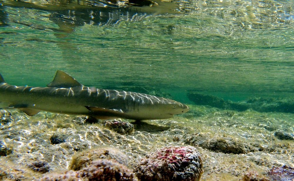A lemon shark pup in very shallow and clear water 