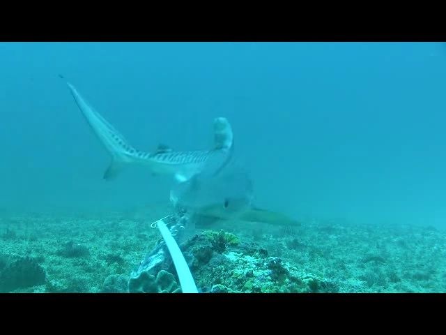 The baby shark circles back to the camera and uses their mouth to understand what the object is