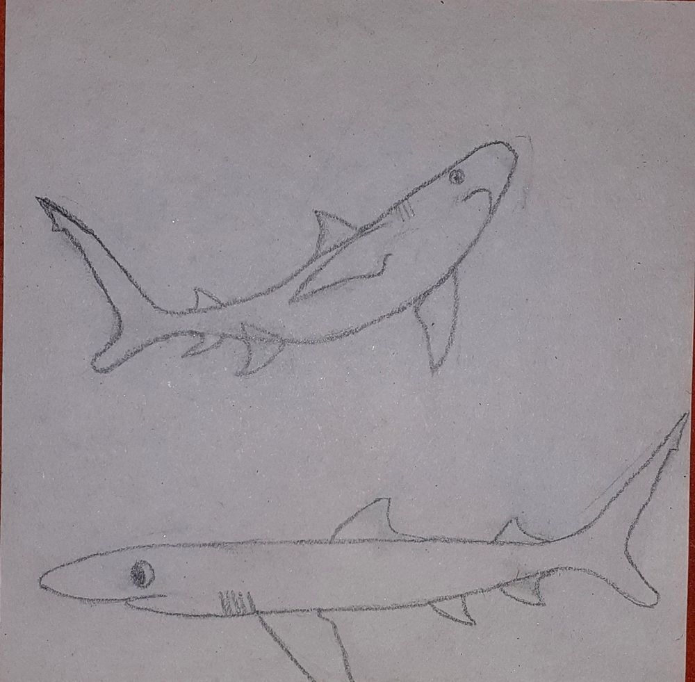 Two drawings of sharks on a paper (not colored)

The one on top is a Caribbean reef shark looking upwards

The second one is a blue shark looking/"swimming" to the left