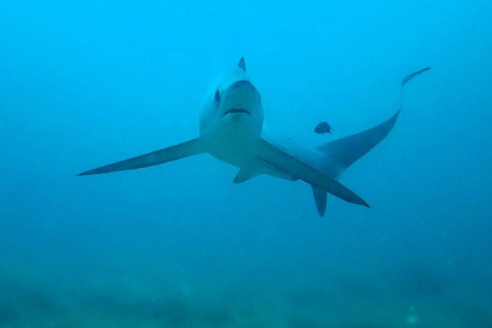 A Pelagic thresher shark swimming towards the camera