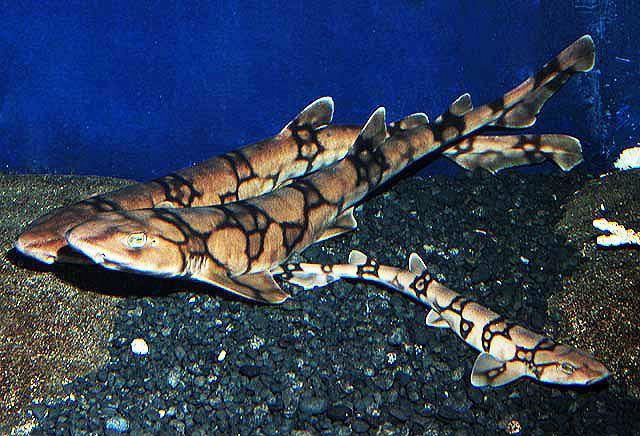 Two chain catsharks (Scyliorhinus retifer) rest next to each other on the bottom of an aquarium. A juvenile chain catshark is also laying motionless next to them

Chain catsharks are brown and have dark chain like lines on them