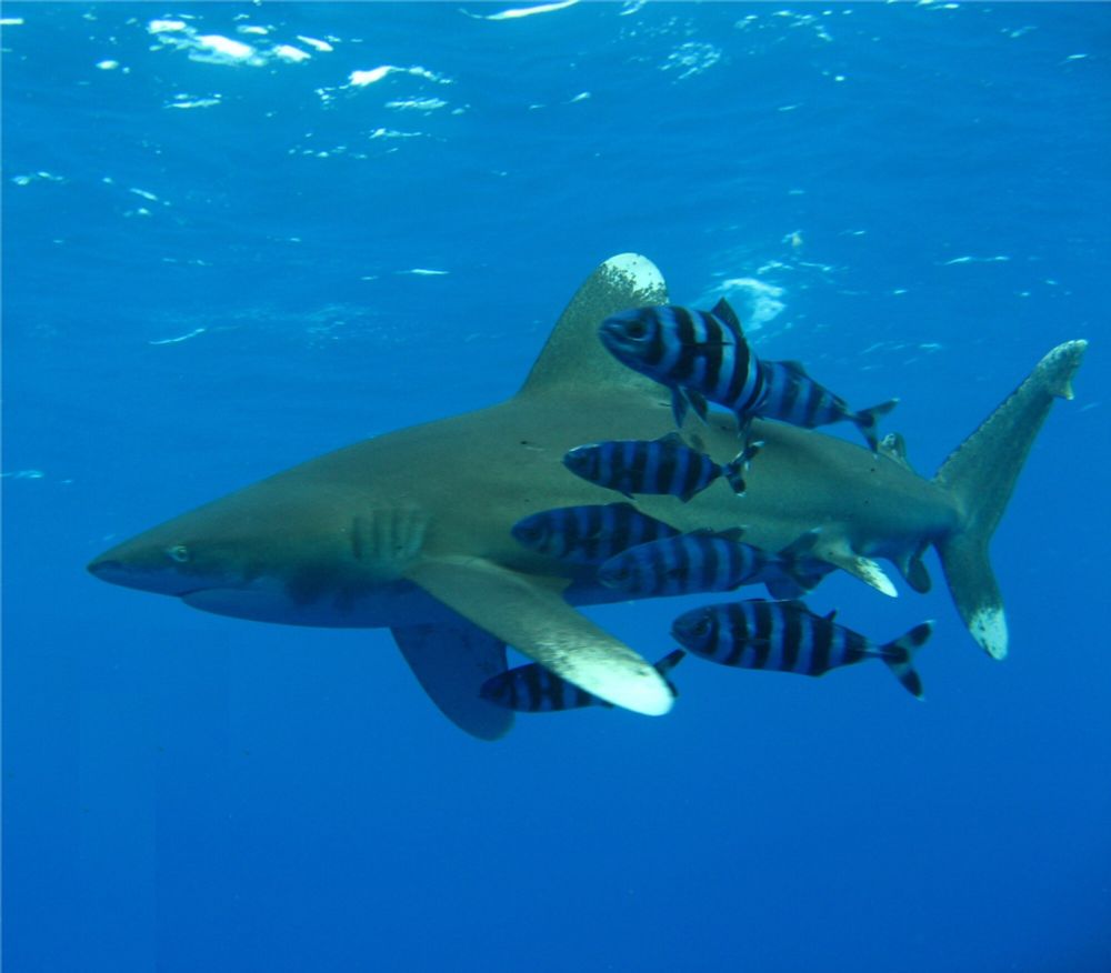Oceanic whitetip shark (Carcharhinus longimanus) side view. The shark is being followed by a small group of pilot fish 