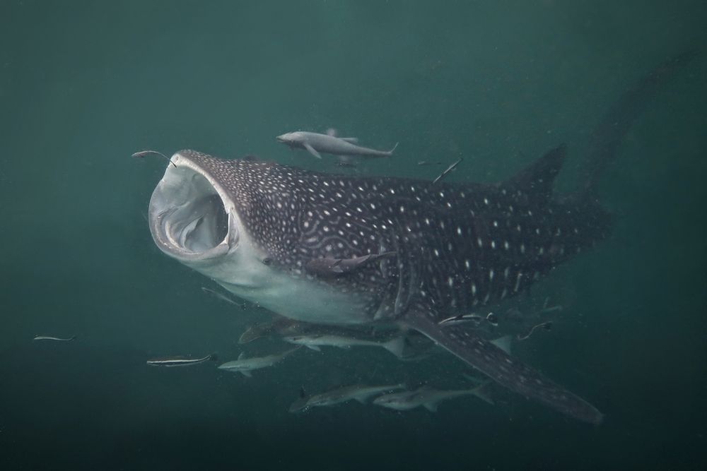 A whale shark (Rhincodon typus) swimming with open mouth (filter feeding). The shark is also being followed by many cleaner fish