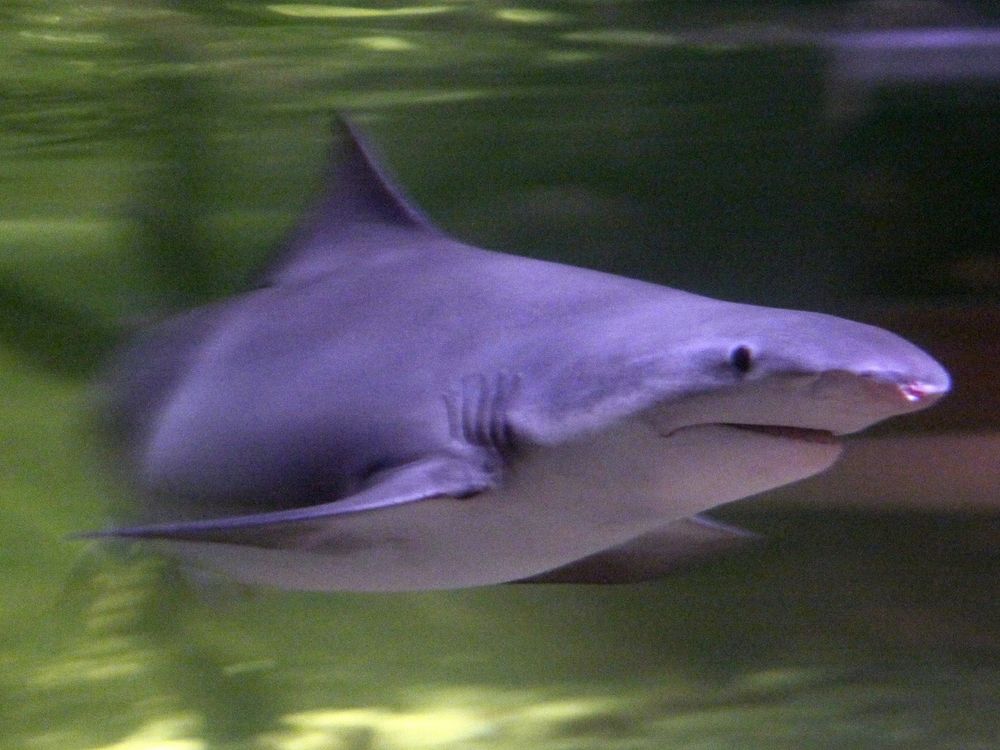 A speartooth shark (Glyphis glyphis) swims in an aquarium.
These guys have kind of a similar appearance to bull sharks. They have small eyes, their color is grey on top and white on the underside