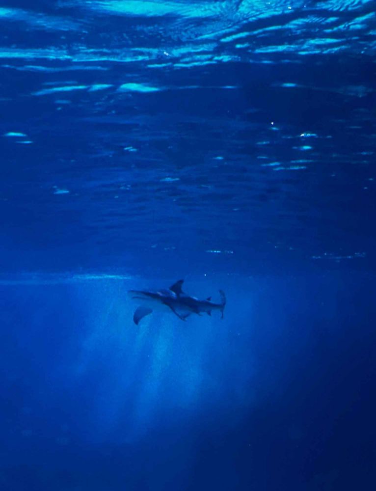 Blacktip reef shark swims near the surface of the aquarium in a blue background