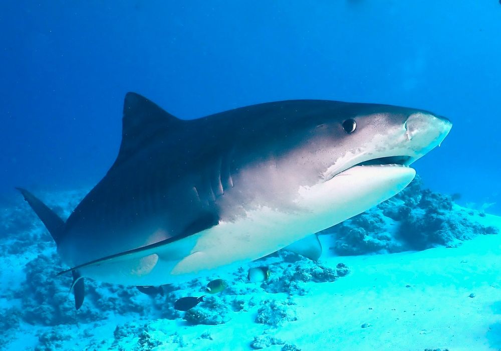 Close up pic of a tiger shark in clear water
