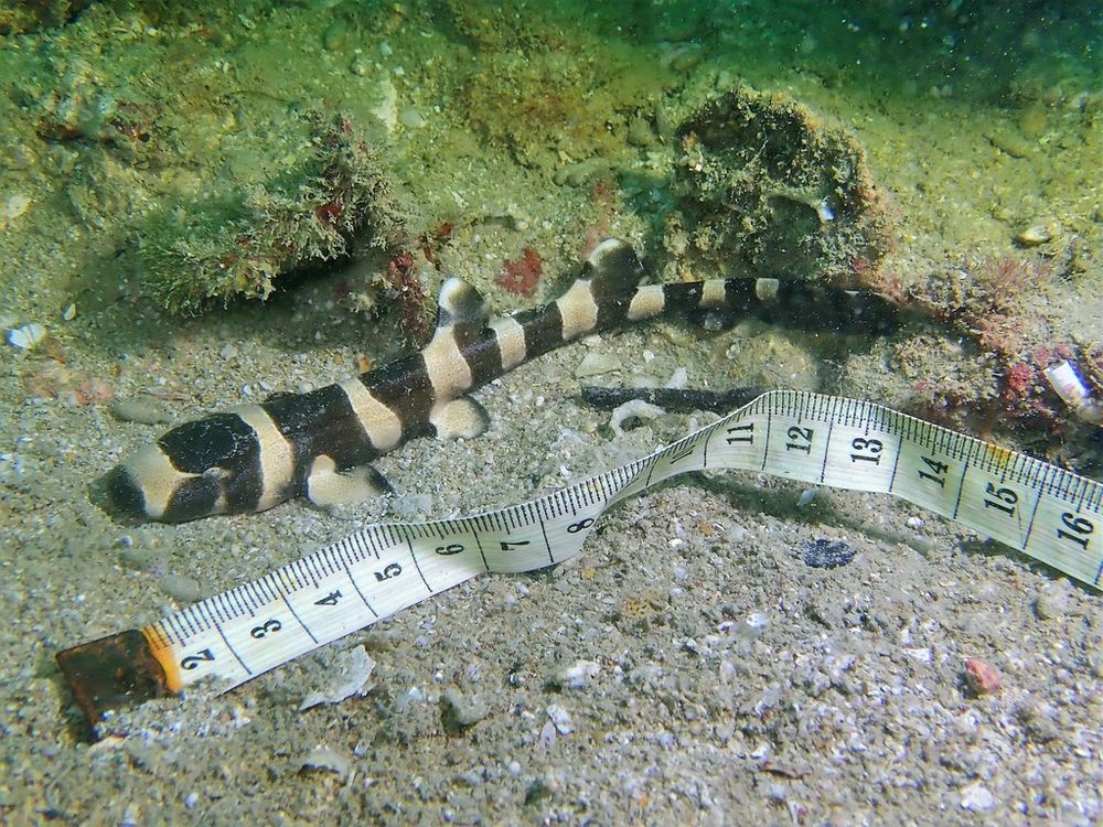 A brown banded bamboo shark pup resting on the seafloor next to a measuring tape. The baby shark is approximately 13 cm/5 inches long
