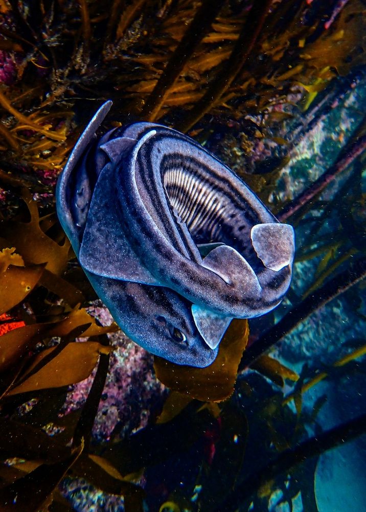 A pyjama shark (Poroderma africanum) being curled up into a ball, covering their head with their tail