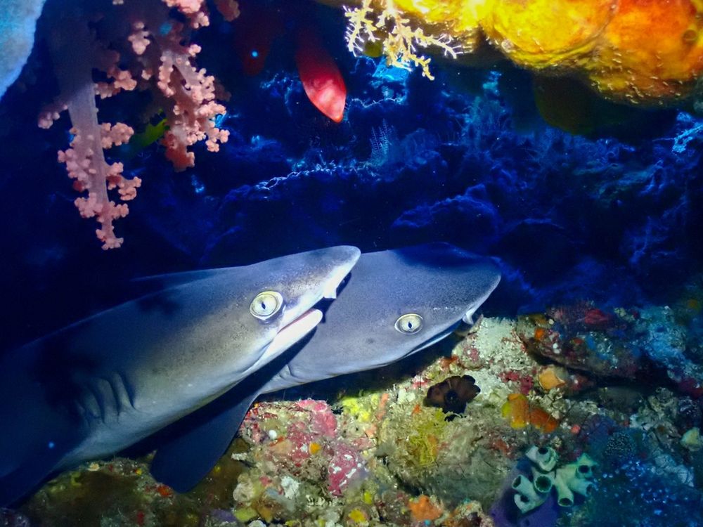Two whitetip reef sharks resting on a reef cave