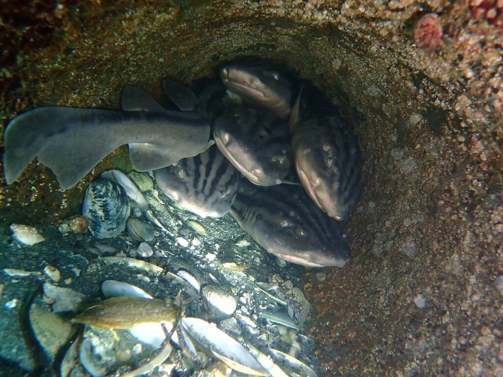 A small shiver or group of six pyjama sharks hiding in a very tight crevice 