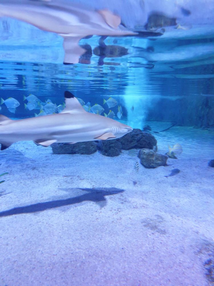Blacktip reef shark (Carcharhinus melanopterus) swims next to a small school of fish. The water is very shallow and the shark's reflection is visible on the surface