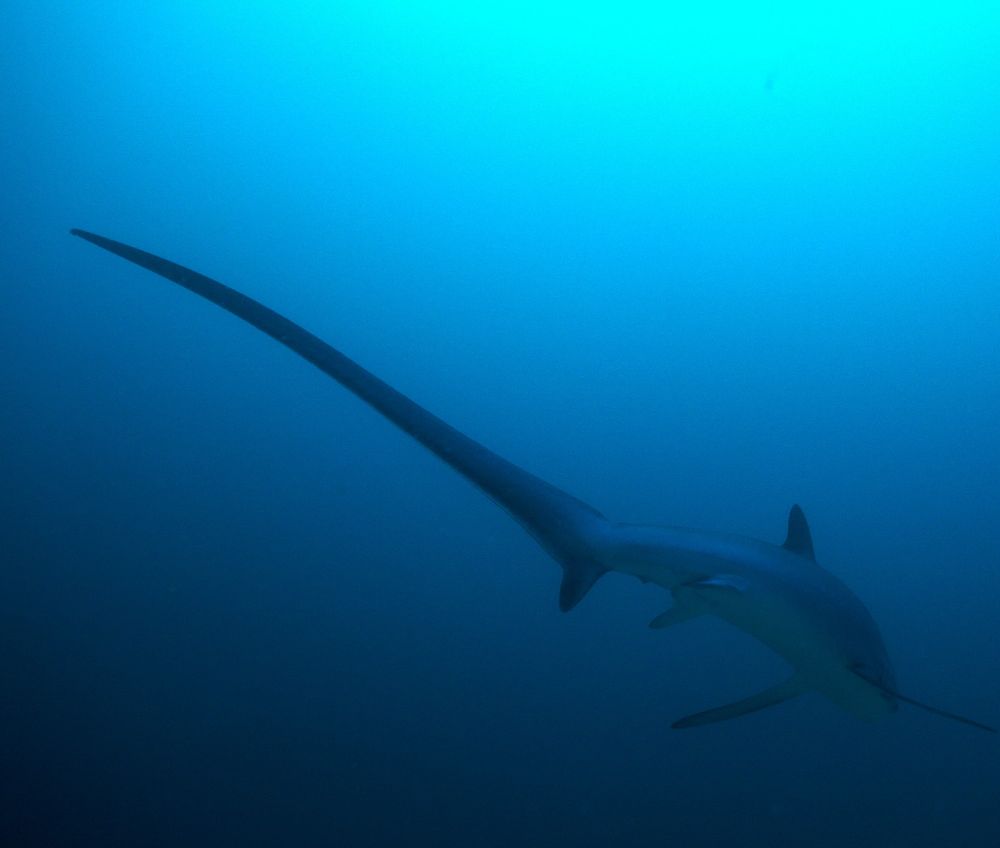 Side view of a thresher shark's tail