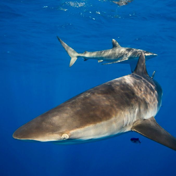 Two silky sharks swim near the surface