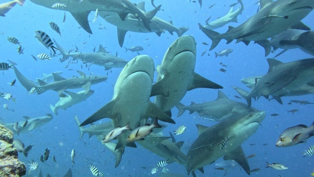 A shiver/group of bull sharks all swimming in different directions