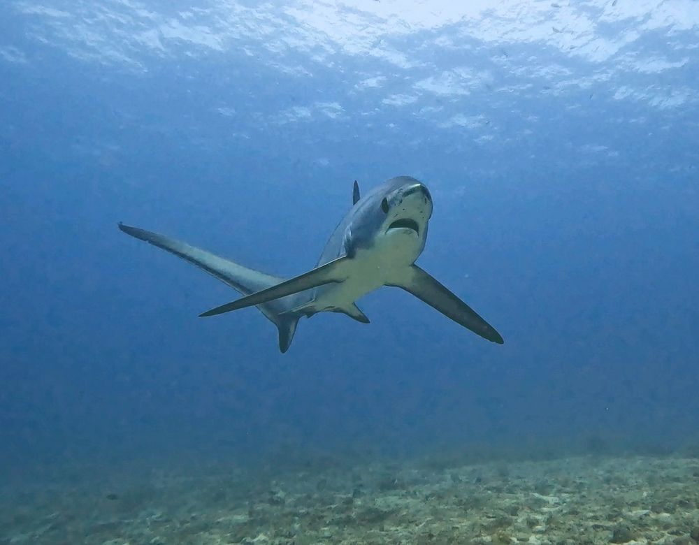 Front view of a pelagic thresher shark (alopias pelagicus)