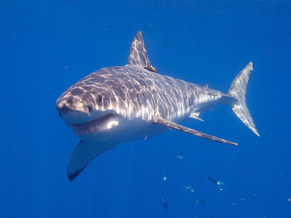 A great white shark (Carcharodon carcharias) swimming in clear water. The shark's mouth is slightly open and looks like he's smiling