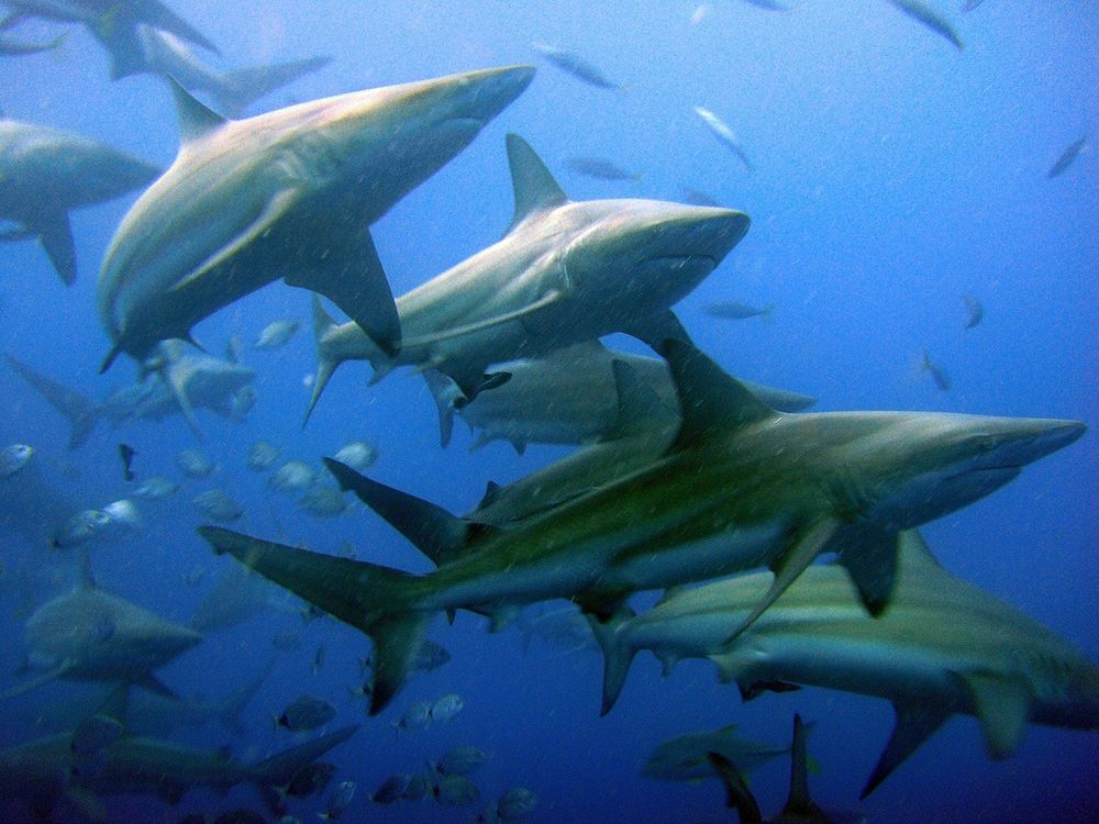 A group of common blacktip sharks (Carcharhinus limbatus) swimming to the right