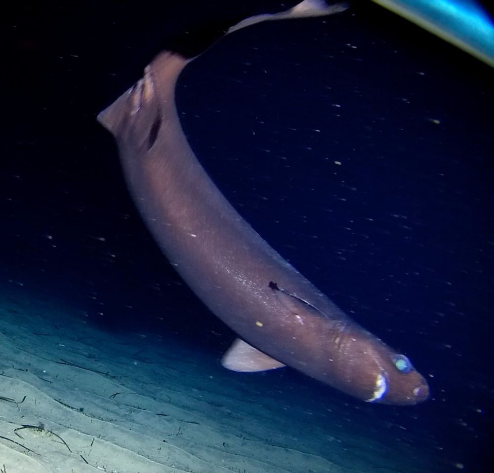 Portuguese dogfish making a sharp turn  and doing a "C" shape with his tail