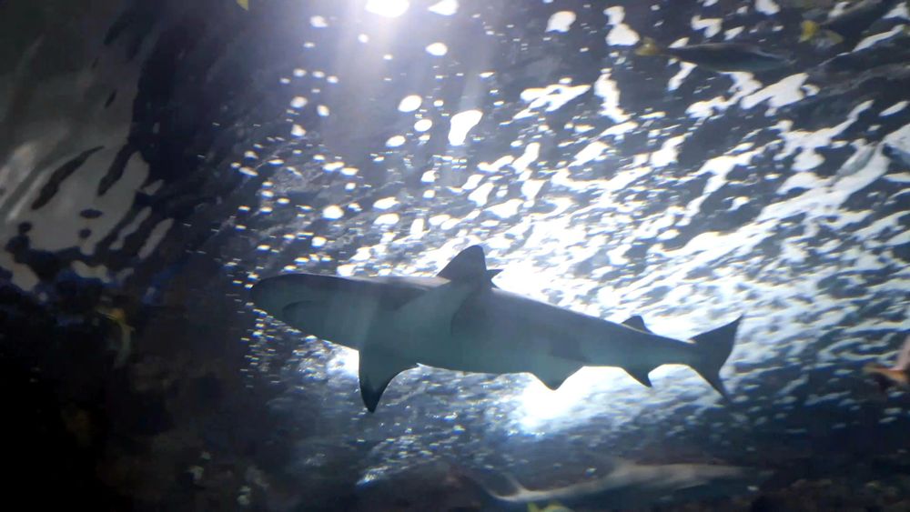 Blacktip reef shark being under the aquarium's bright lights 