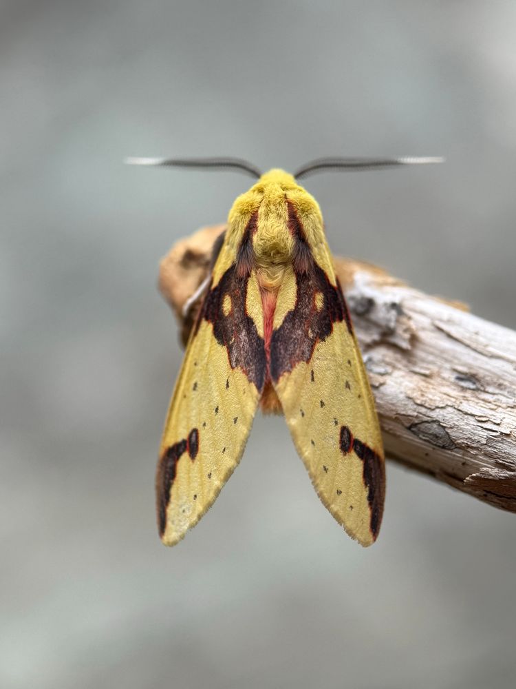 Amaxia moth in all its glory. Yellow wings with a red abdomen peeking in between. There is a dark brown diamond shape near the shoulders and dark brown markings at the tip of each wing.  There are three lines of dark brown freckles on each wing going from the diamond pattern to the tips of the wings. 