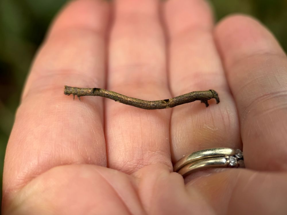 The same caterpillar on my hand. The legs are now visible. It spans from my ring finger to my index finger. It has just two pairs of prolegs that it uses to attach to the end of a twig, then stretches and hides its three pairs of real legs.