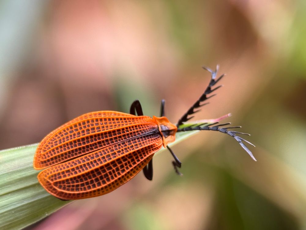 An orange beetle, pretty flat and oval-shaped. The wing covers are covered in a texture that looks almost like graph paper, little raised lines and darker colored square pots. The legs are black, and so are the antennae. The antennae are comb-like, very spiky. 