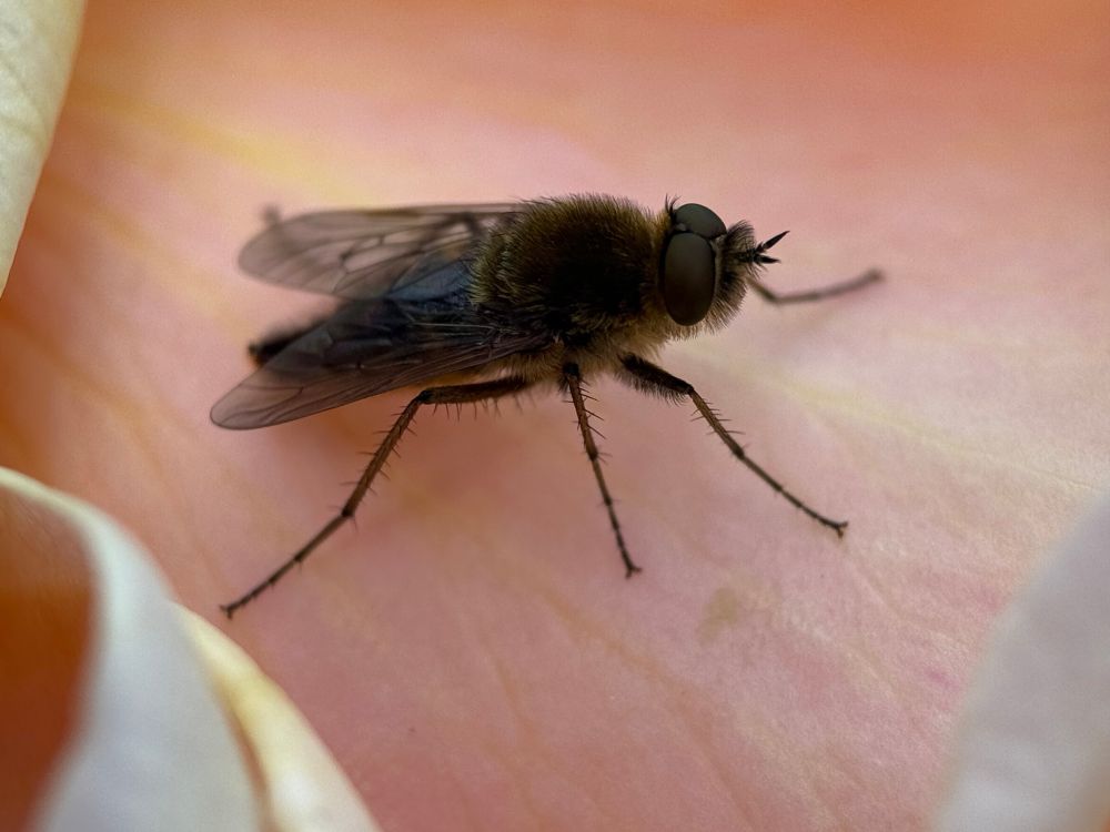 A stiletto fly on a pink rose petal. A gray fly with a long body, furry and gray, with long legs and little feet. 