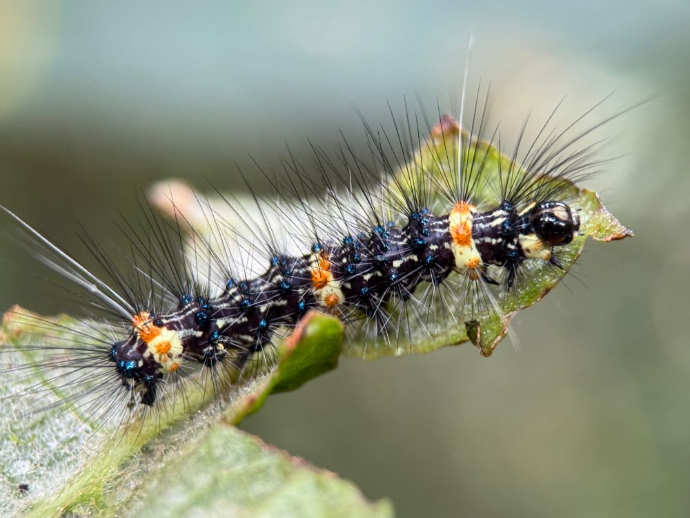 A very spiky caterpillar, mostly black. It has three bands of yellow studded with orange dots, one near the tail, one in the middle, one near the head. It has smaller yellow markings along the body and lines of very small blue dots. Its head is very shiny black with a yellow dot on the forehead. It is about 2.5cm long. 