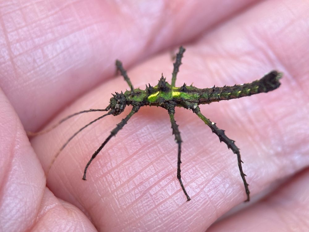 A baby phasmid, stick insect, on my hand. It is about 2.3cm. The whole insect is bumpy and green so it can blend in with moss. It has bright yellow where the wings will develop. 