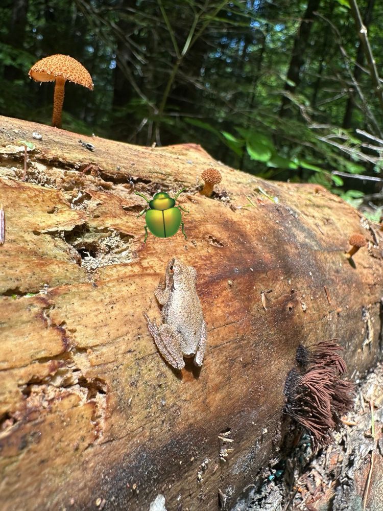 Image of a frog on a log (perfect reading primer example) near some mushrooms and Stemonitis slime mold fruiting bodies. I’ve  added a sticker of a beetle to add an invertebrate to the party, but it’s quite good with protists, fungi, plants, and animals. What a find!!