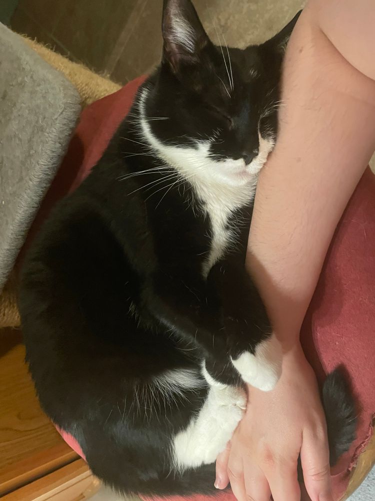 Cat sleeping on a cushion using my arm as a pillow