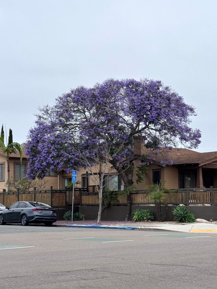 jacaranda tree in the north park neighborhood of San Diego