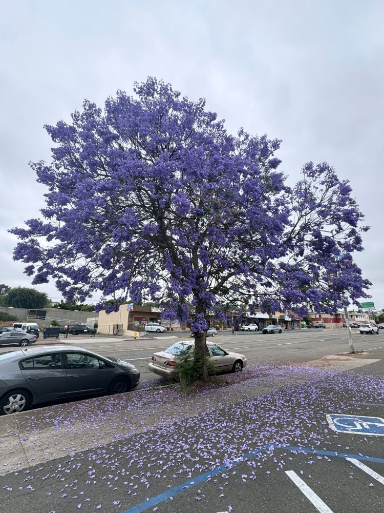 jacaranda tree in rolando park neighborhood of San Diego