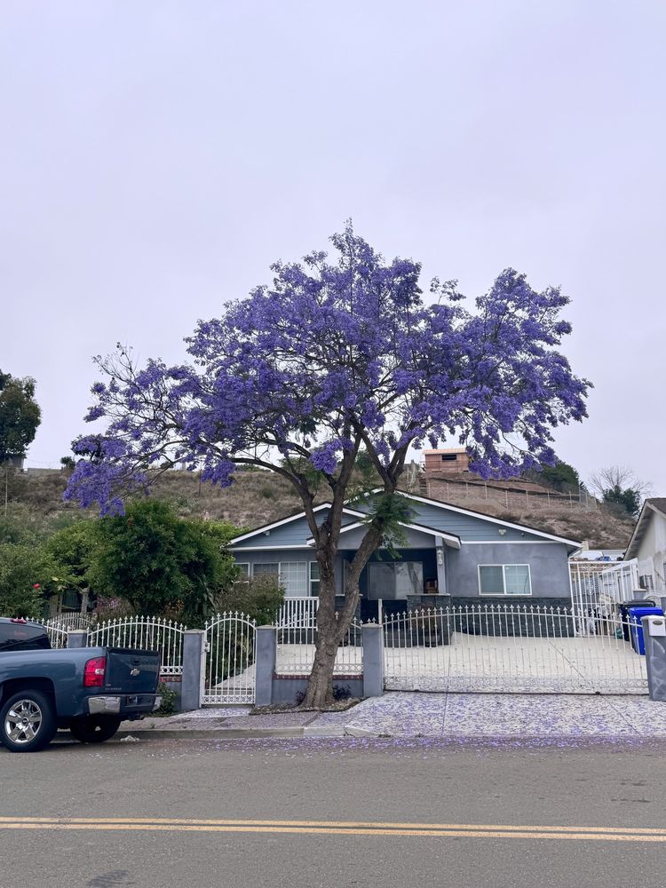 jacaranda tree in the chollas creek neighborhood of San Diego