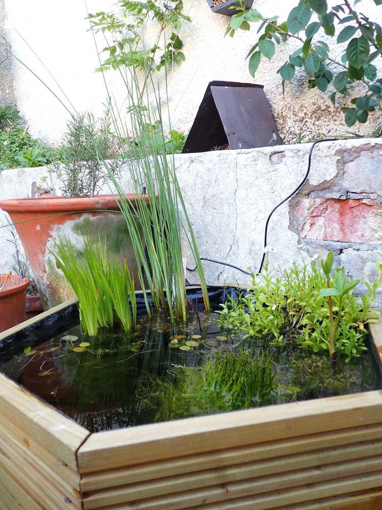 In the foreground is a small hexagonal pond measuring approximately 60cm in diameter. It contains a variety of marginal plants: a miniature bullrush with tall, thin erect leaves; water forget me not scattered with tiny blue flowers; broad oval leaves of a bog bean; pepper grass. Round leaves of frogbit float on the surface of the water. In the background to the rear left of the pond is a tall, cylindrical terracotta pot containing rosemary. Behind that is a raised bed in which a small wisteria and a rose bush are growing. Between the plants is a bee hotel and a pile of pine cones and leaves covered in old slates providing shelter for insects.