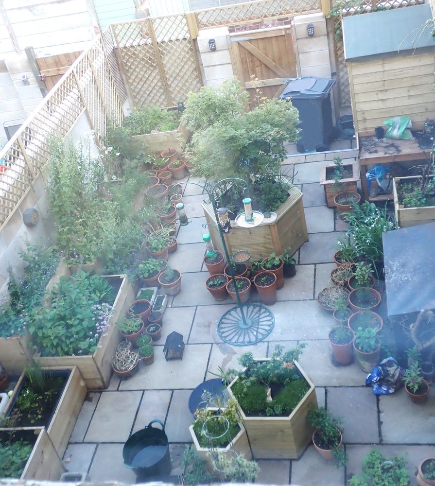 A small back yard typical of many properties in northern England. This particular yard has six large raised beds containing an assortment of native wildflowers. At the extreme bottom left is a big garden in which the foliage of water avens is just visible. Next to the small rectangular pond shown in photo 1 are two raised beds: in the first, both magenta bloody cranesbill and blue forget me nots are in flower. In front of that bed is a larger, lower bed in which purple and white spikes of heath woundwort and pompoms of pink thrift can be seen; although the foliage of the devils bit scabious can be seen, it is yet to flower. In the next bed, tall chicory flowers are just coming into bud, while the white umbellifers of valerian and white and yellow of ox eye daisies can be seen. Behind a honeysuckle in an adjacent trough is another bed containing woodland flowers: deep maroon dusky cranesbills and bluebells, which are interspersed with ferns. Standing alone to the rear of the yard is a very large hexagonal planter containing an acer with green foliage, while in the foreground are two smaller hexagonal planters, each of which contains another acer; to the right is one with green foliage, the other with yellow leaves fringed with pink. All of the acers are surrounded by smaller plants; germander speedwell, dog violets and heath pearlwort. Between the two smaller hexagonal planters is the tiny pond shown in photo 3. Interspersed among all of the raised beds and troughs are numerous pots containing a wide variety of plants, including: lavender; rosemary; thyme; sage; borage; a vibernum; ivy; and a small clematis or two. Right in the middle there's a stand from which various birdfeeders are hanging: a general seed feeder; a tray of mealworm; a niger seed feeder for the resident goldfinches; and an old feeder full of scraps of sheeps wool and straw to provide nesting material.