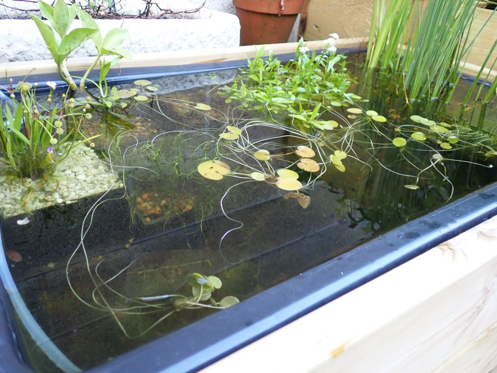 A small rectangular pond measuring approximately 80cm x 35cm. It contains a variety of marginal plants: narrow leaved lesser water plantain with small white flowers; pepper grass; broad oval leaves of a bog bean; water forget me not scattered with tiny blue flowers; and a miniature bullrush with tall, thin erect leaves. Feathery fronds of willow moss are growing beneath the water, while the round leaves of frogbit float on the surface.