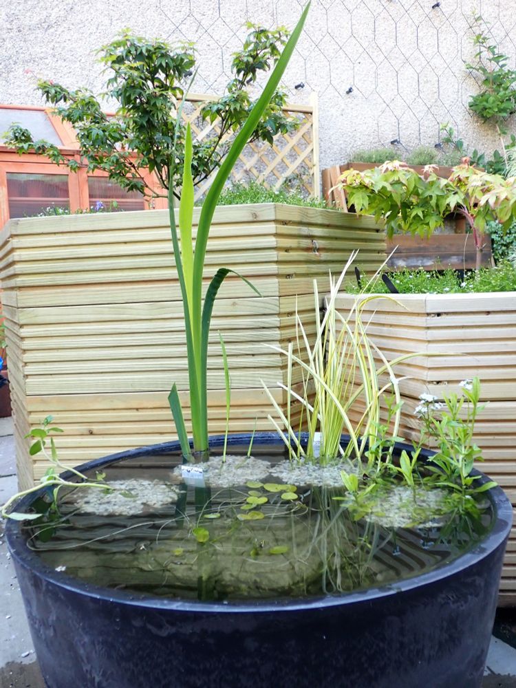 In the foreground there's a very small circular pond approximately 45cm in diameter, around the edge of which are some marginal plants: a very small brooklime; the tall, linear leaves of a flag iris; elongated green and yellow variegated leaves of a sweet flag; and a water forget me not covered in tiny blue flowers. Behind the pond stand two hexagonal planters containing small acers (Japanese maples); the one on the left has green foliage, while the one on the right has yellow leaves that are fringed in pink. Both are surrounded by blue flowering dog violets and clumps of heath pearlwort covered in absolutely teeny white flowers.