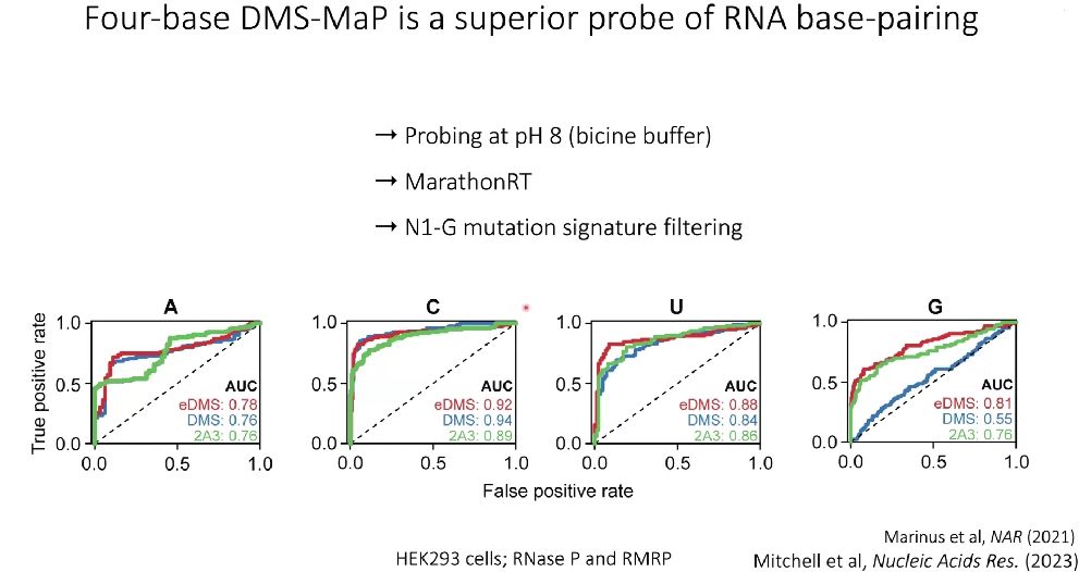 Four RNA base-paring with DMS-MaP